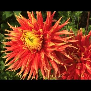 Meet your Posher, Robin